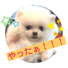 [LINEスタンプ] プポちゃん3