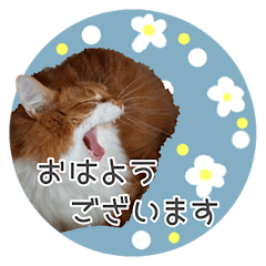 [LINEスタンプ] 敬語にゃんこさん