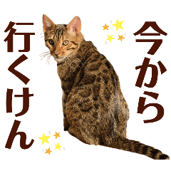 [LINEスタンプ] 博多ベンガル猫(琥珀)
