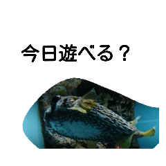[LINEスタンプ] 魚達の愉快なおしゃべり