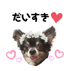 [LINEスタンプ] 愛犬チワワらぶ