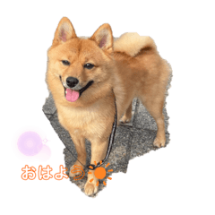 [LINEスタンプ] 日常会話 ポメ柴