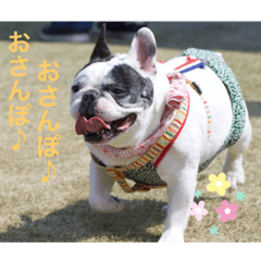 [LINEスタンプ] フレンチブルドッグ♡どん