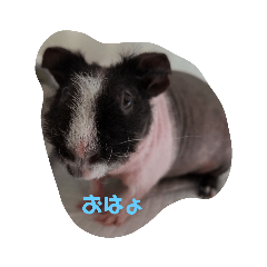 [LINEスタンプ] スキニーギニアピッグパンビ