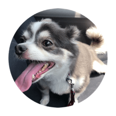 [LINEスタンプ] ふっくら犬？