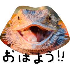 [LINEスタンプ] フトアゴヒゲトカゲのサボテン.