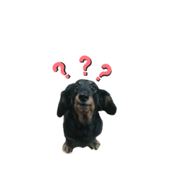 [LINEスタンプ] ダックスのひとりごと