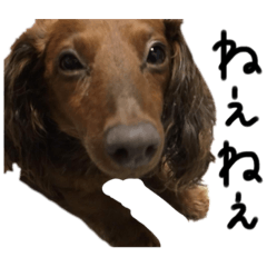 [LINEスタンプ] 飼い犬      杏