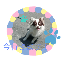 [LINEスタンプ] チワワのチョコタンラッキー