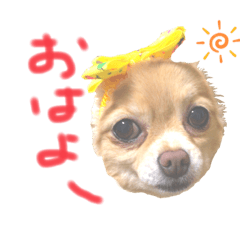 [LINEスタンプ] チワワさんの日常