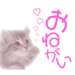 [LINEスタンプ] ミヌエットのこんにゃくくん。