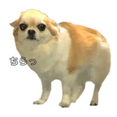 [LINEスタンプ] ちわっちー 4