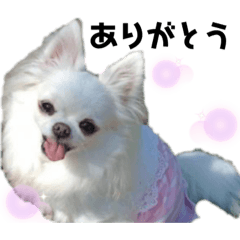 [LINEスタンプ] ちびまゆちゃんちのワンコたち
