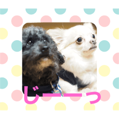 [LINEスタンプ] よこ'sペットたちのスタンプ