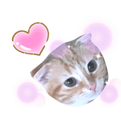 [LINEスタンプ] スコの子猫☆チャロ☆の日常スタンプ ②