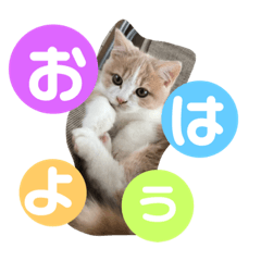 [LINEスタンプ] ジェラピスタンプ
