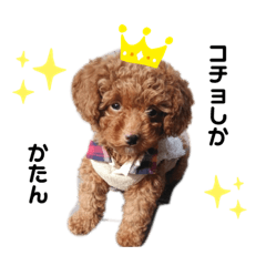 [LINEスタンプ] こちょのすたんぷ