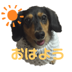 [LINEスタンプ] ダックスフンドの春忍