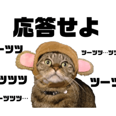 [LINEスタンプ] いがねこスタンプ