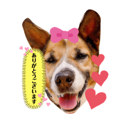 [LINEスタンプ] はなちゃんの日常会話パート1