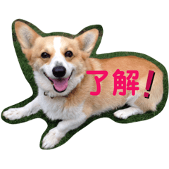 [LINEスタンプ] ジル(コーギー)でございます。-3-