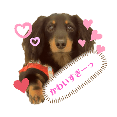 [LINEスタンプ] 可愛いミニチュアダックス君④