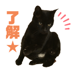 [LINEスタンプ] 黒猫くろちゃんすたんぷ