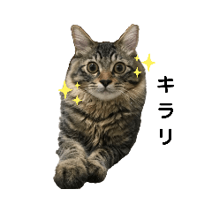 [LINEスタンプ] ねこのレイ