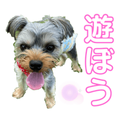 [LINEスタンプ] ヨーキー♡きゅう