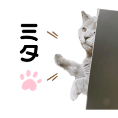 [LINEスタンプ] vivien12.15.neko.cat