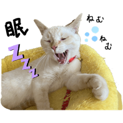[LINEスタンプ] 猫とときどきしろたぬき