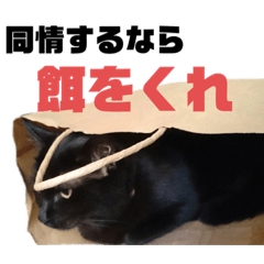 [LINEスタンプ] 黒猫おまめの日々