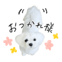 [LINEスタンプ] マルチーズのソラちゃん