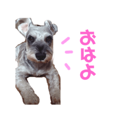 [LINEスタンプ] そらくんの毎日
