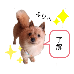 [LINEスタンプ] ポメキーてつろう1