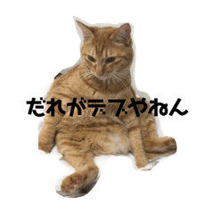 [LINEスタンプ] そるたまにみた