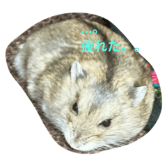 [LINEスタンプ] ハムスターの1日。