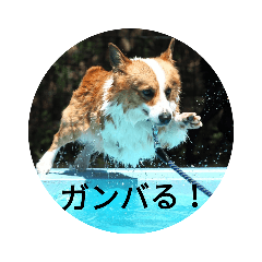 [LINEスタンプ] コーギーのこうちゃん 4