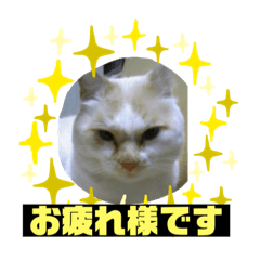 [LINEスタンプ] ミータ郎ファミリー3