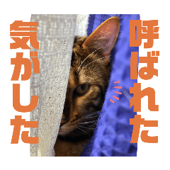 [LINEスタンプ] 博多ベンガル猫(ゲーム用)