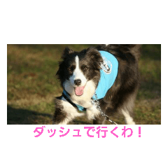 [LINEスタンプ] ボーダーさん