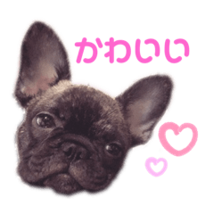 [LINEスタンプ] ぷてぃ丸