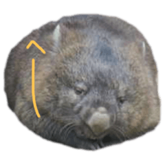 [LINEスタンプ] 気持ちを伝える動物園。