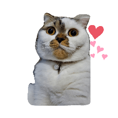 [LINEスタンプ] スコの生活百科！