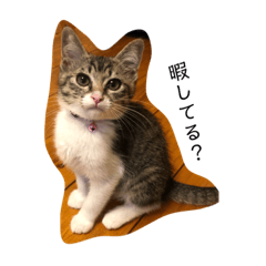 [LINEスタンプ] 三浦の猫スタンプ