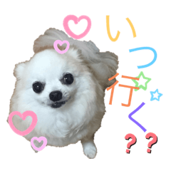 [LINEスタンプ] チワ助スタンプ  1