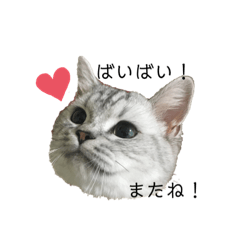 [LINEスタンプ] 猫のテテくん