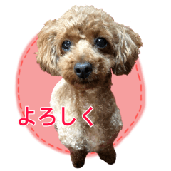 [LINEスタンプ] トイプードル・いろはの日常