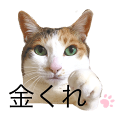 [LINEスタンプ] うちのアイちゃん