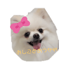 [LINEスタンプ] ポメラニアンハナちゃん